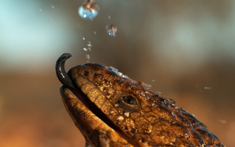 Australia's Wild Odyssey