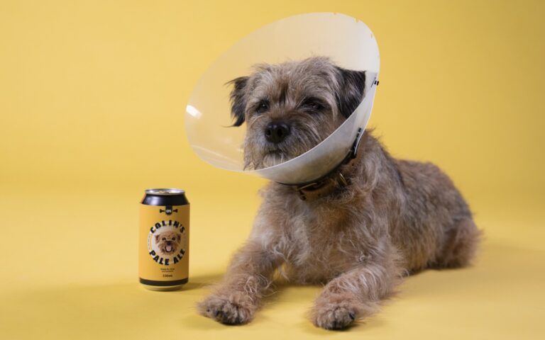Beer for dogs
