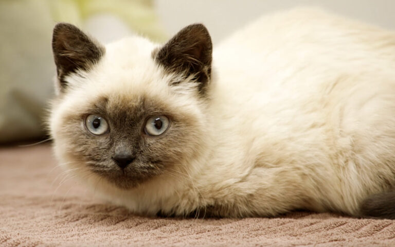 For the Love of Pets