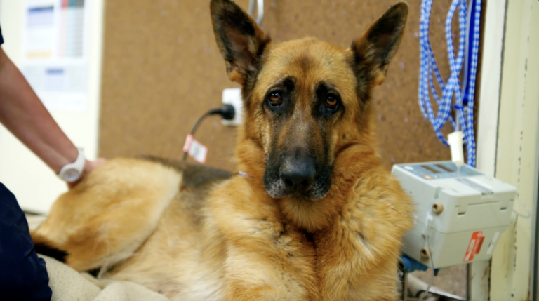 For the Love of Pets