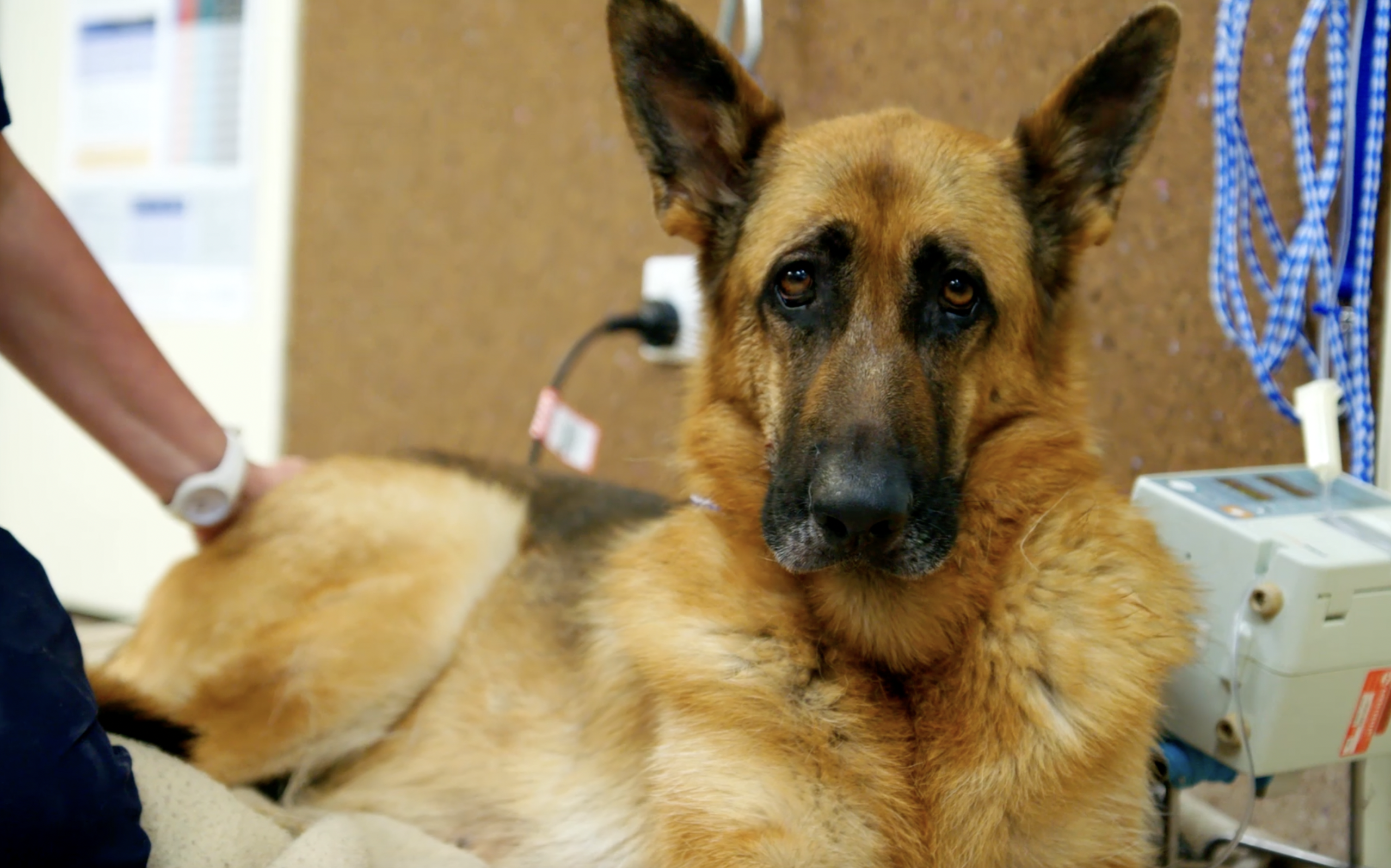 For the Love of Pets