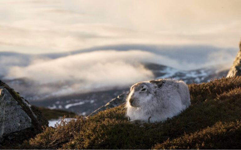 Scotland: A Year in the Wild