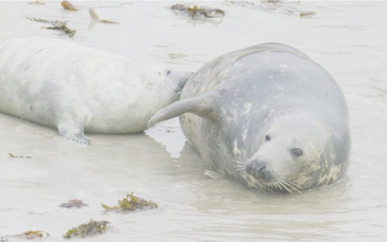 Scotland: A Year in the Wild