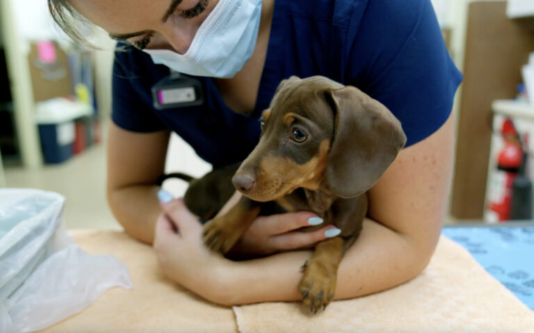 For the Love of Pets