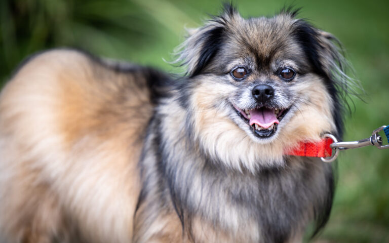 The Dog House Australia on 10