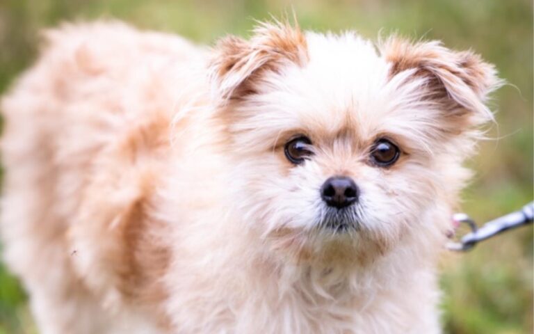 The Dog House Australia