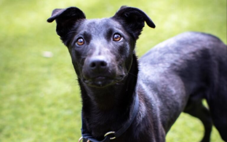 The Dog House Australia on 10