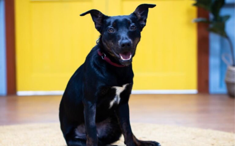 The Dog House Australia on 10