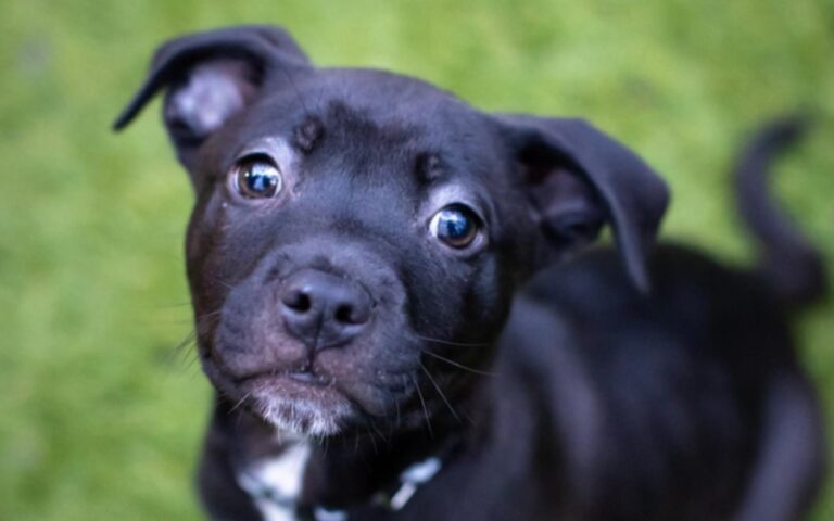 The Dog House Australia on 10