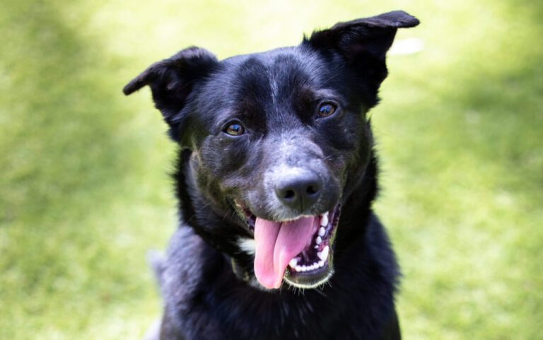 The Dog House Australia