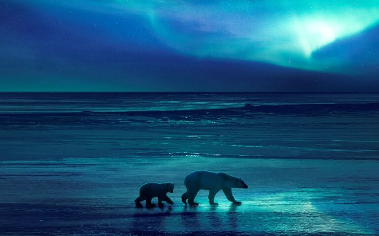 David Attenborough's The Frozen Planet II on Channel 9