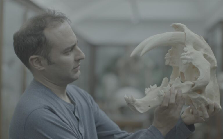 Secrets of the Sabre-Toothed Tiger on SBS