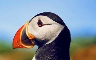 Wild Isles on Prime Video)