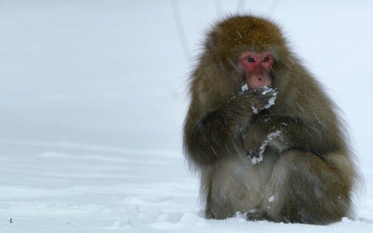 David Attenborough's Frozen Planet II on Channel 9