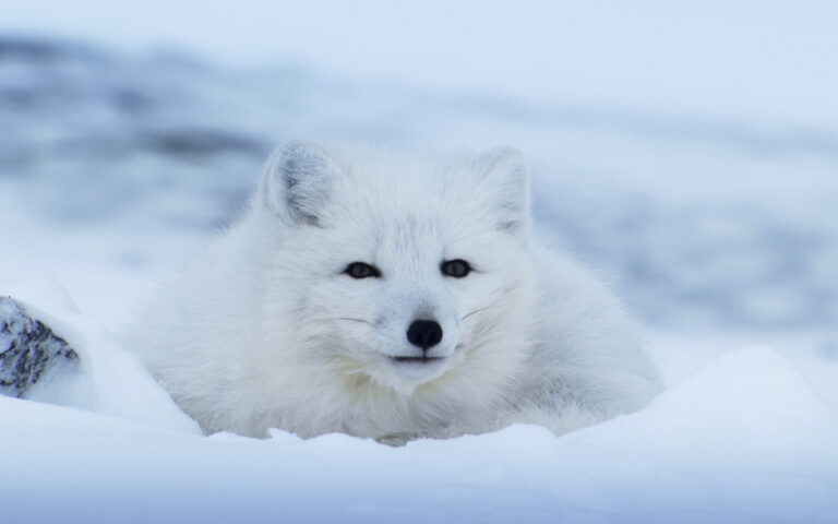 David Attenborough's Frozen Planet II on Channel 9