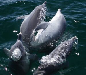 ABC set to showcase Australian natural history in June