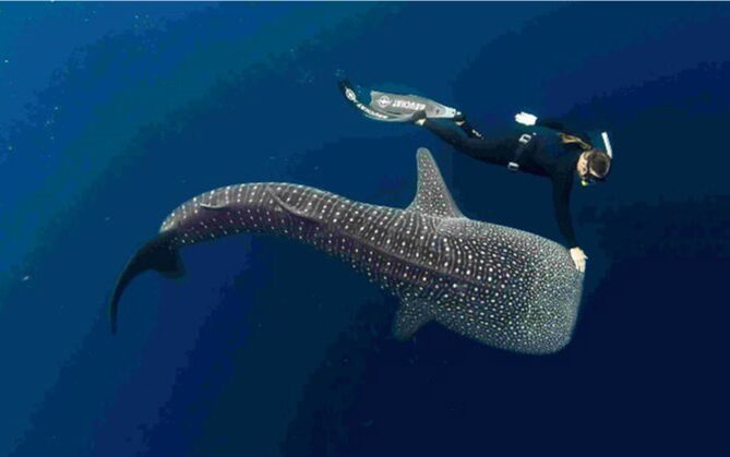 Ningaloo Nyinggulu on ABC