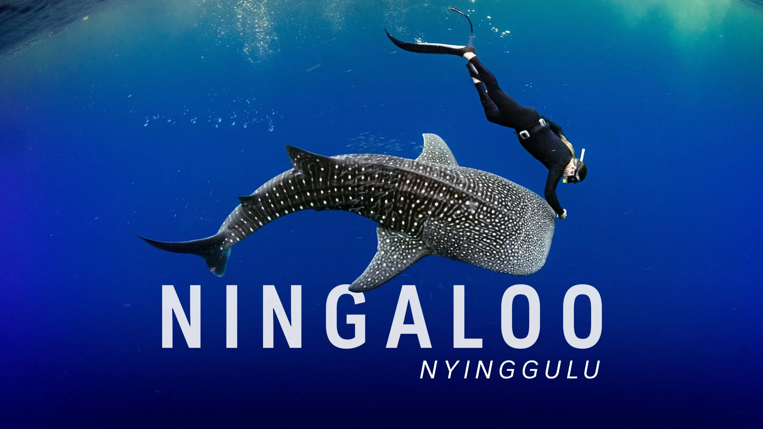 Ningaloo Nyinggulu on ABC