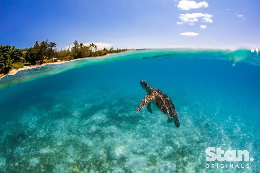 Revealed: Reefshot on Stan