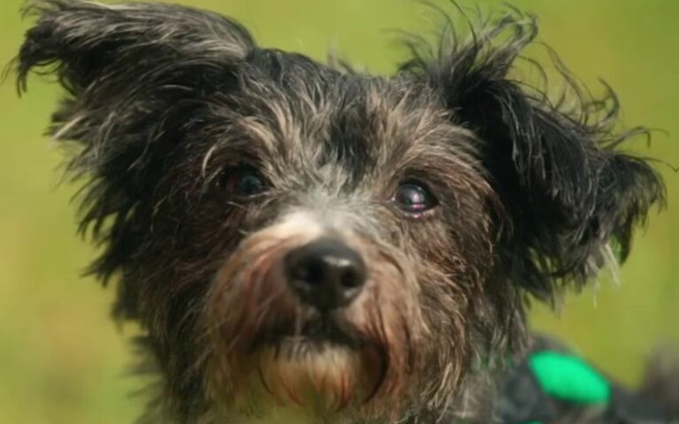 The Dog House UK on 10