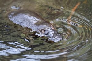 ABC set to showcase Australian natural history in June