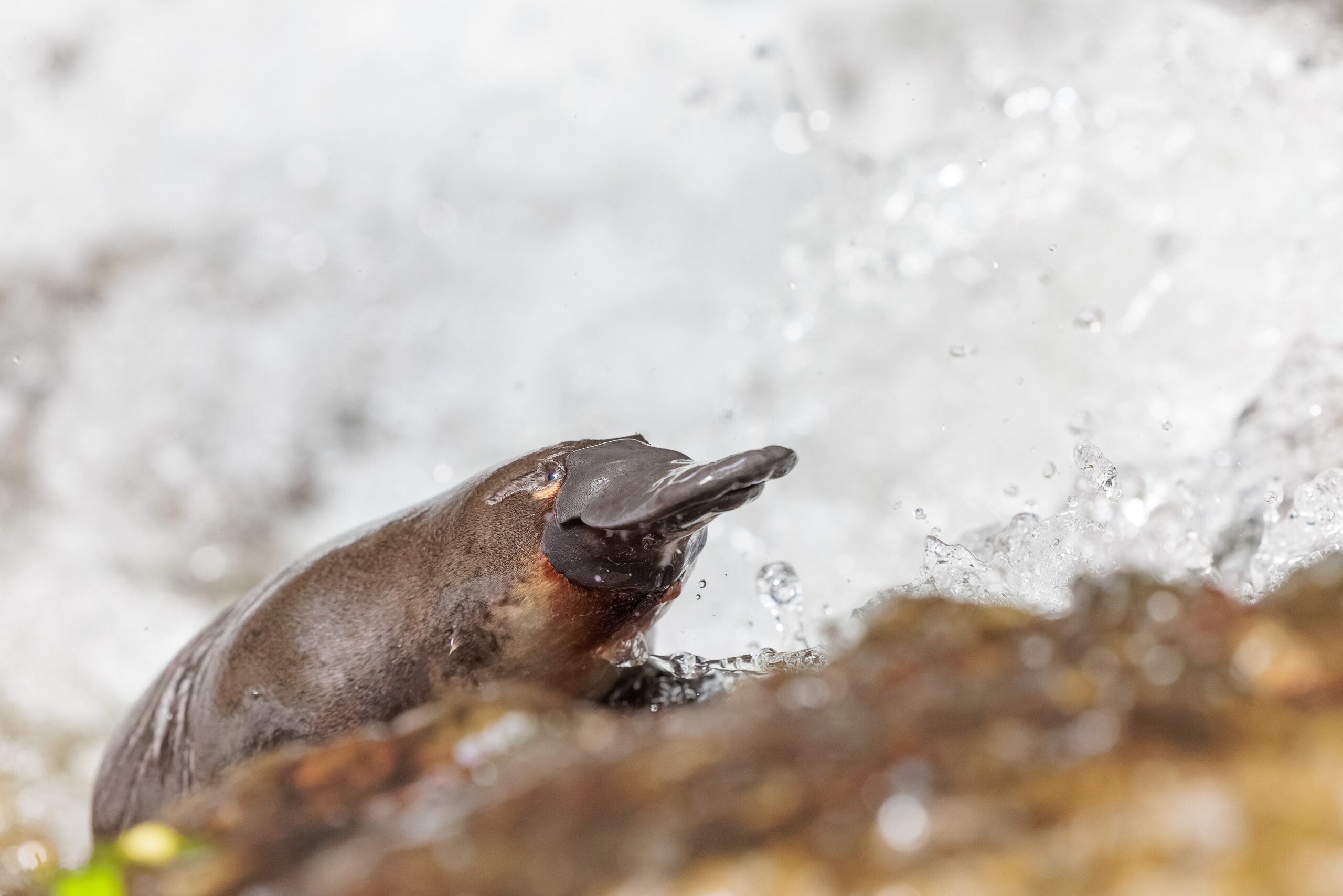 ABC set to showcase Australian natural history in June