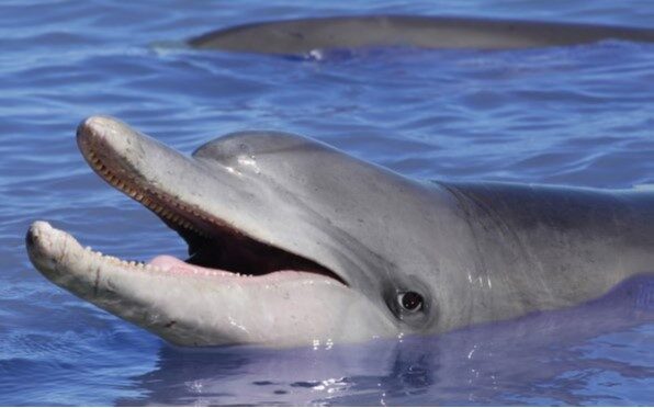 Dolphins: Is Our Love Too Deep? on ABC