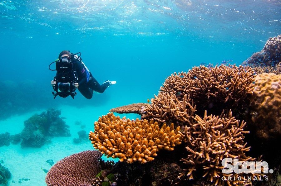 Revealed: Reefshot on Stan