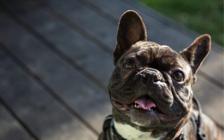 The Dog House UK on 10