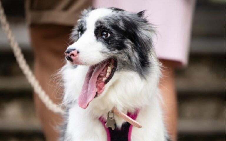 Dogs Behaving (Very) Badly Australia on 10