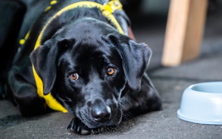 Dogs Behaving (Very) Badly Australia on 10