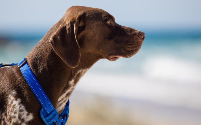 Dogs Behaving (Very) Badly Australia on 10