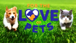 2024 Channel 9 Upfronts