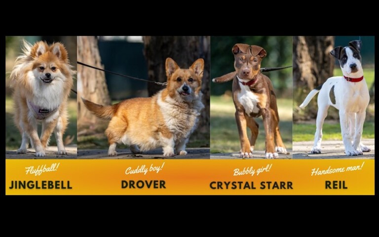 The Dog House Australia on 10