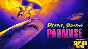 Shark Week on Discovery