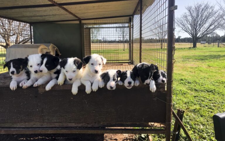 Casting | How do I apply for Muster Dogs?