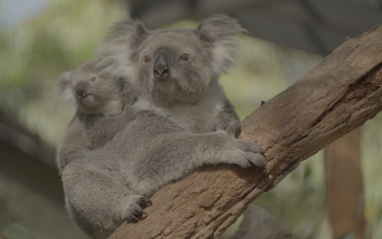 Wednesday 11 December 2024 TV Ratings Australia