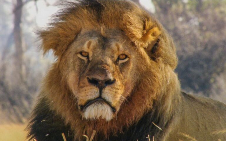 Cecil: The Real Lion King on SBS