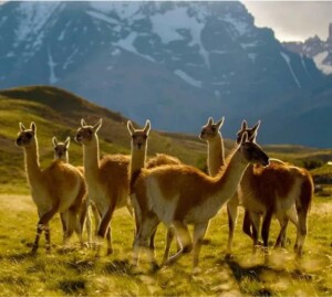 January on Paramount+