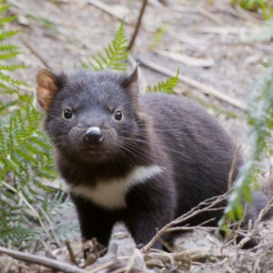 December on ABC iview