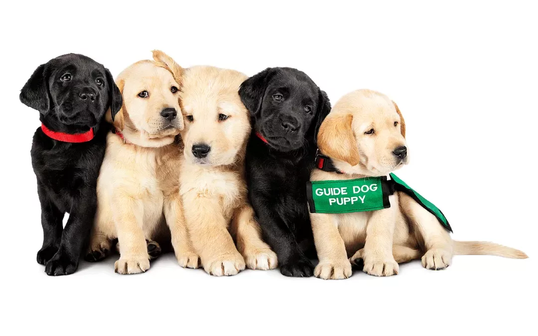 TV Ratings Australia