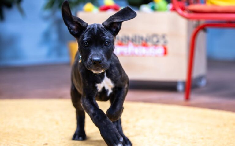 The Dog House Australia on 10