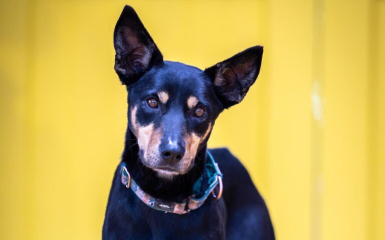 The Dog House Australia on 10