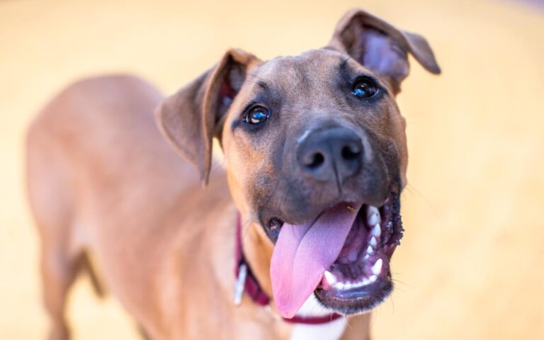 The Dog House Australia on 10