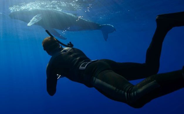 Whale with Steve Backshall on ABC
