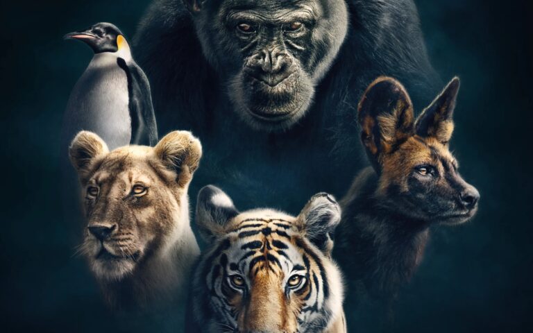 David Attenborough's Dynasties II on Channel 9