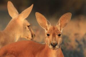 Earth Month 2024 Disney+ Highlights