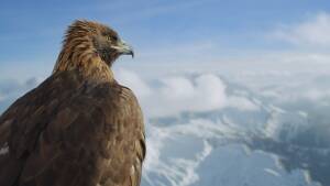 Earth Month 2024 Disney+ Highlights