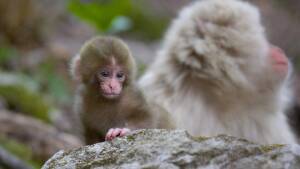 Earth Month 2024 Disney+ Highlights