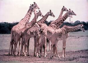 Earth Month 2024 Disney+ Highlights